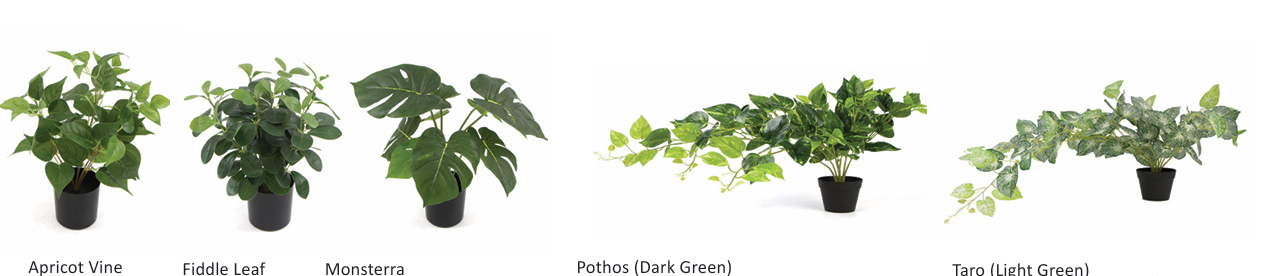 DD_Plant_Options-12.png