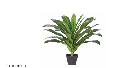 dd_Dracaena_Plant-3.png